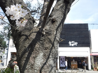 4月のお豆さん