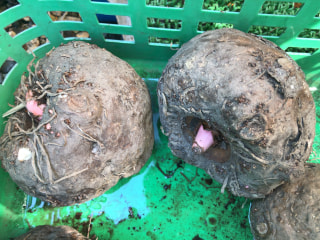 これぞ本物！生芋こんにゃく