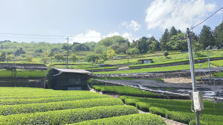 お茶めな季節がやってきた♪