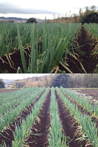 オールマイティーな冬野菜たち