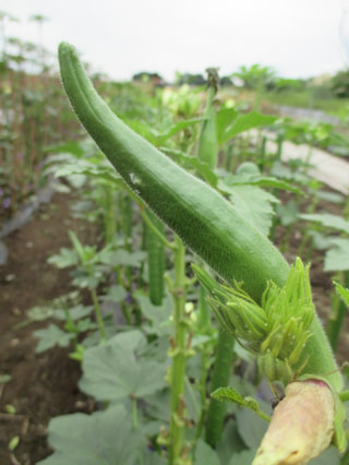 野菜作りに魅せられて…