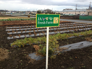 JA Fresh Farm 日誌 （12/27）