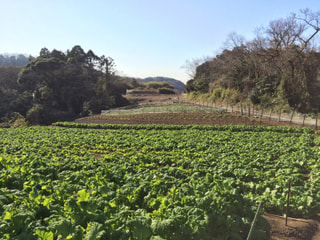 そんな「ナバナ」♪どんな「菜花」？