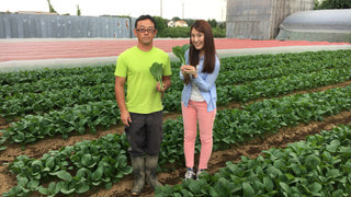 便利なお野菜！小松菜