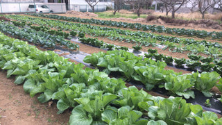 横浜野菜でクリスマス☆