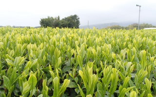復活の味 足柄茶（５月５日放送）