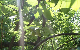 舞岡の里でUME体験（６月２日放送）