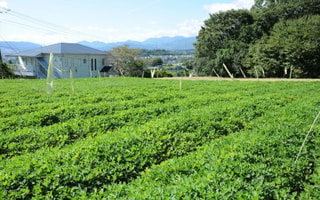 生産量No.１“秦野の落花生”（１０月６日放送）