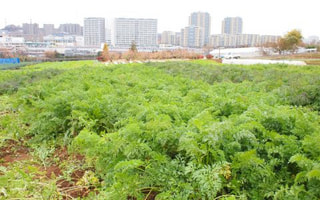 川崎名産　七色ニンジン（１２月８日放送）