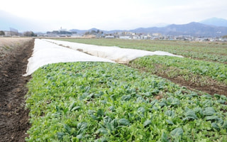 甘さ倍増！寒締めホウレンソウ（１月２６日放送）