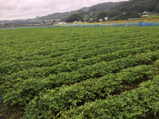 葉山島の秋を満喫！