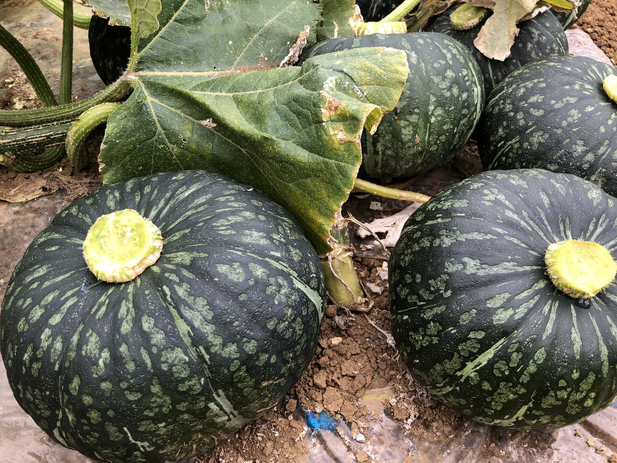 ホクホク甘々♡完熟かぼちゃ | JA Fresh Market - Fm yokohama 84.7