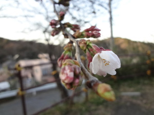 Dsc01581