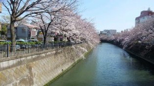 Sakura2_2