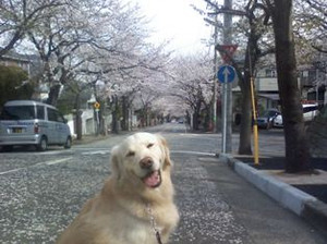 Sakura4