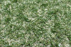 Field_chipgreentea_after_school_6