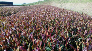 徳之島で赤い葉っぱの日本茶が作られている！？