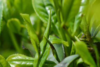 煎茶の表面のホコリのようなものは「毛茸」！そして、ほうじ茶の油膜の正体は…⁈　
