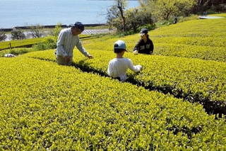 松江産のお茶がピンチ！今日はお茶のクラウドファンディングをご紹介☆