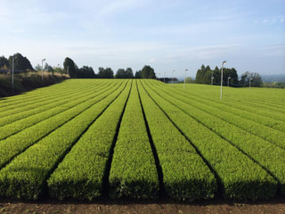 日本茶を使ったクッキー！熊本の斉藤製茶園・斉藤敏春さん