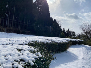 九州の”雪の降る町”でお茶が作られている～？！