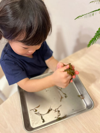 お家で紅茶を作っちゃおう！〈国産紅茶手づくりキット〉のご紹介♪