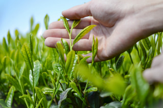 もう2026年の新茶を摘んだところがある⁈