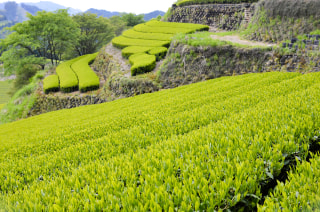 ”日本茶の写真”を購入できるサービス、チャバタケフォトをご紹介♪