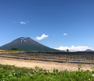 日本茶クイズ！”北海道でも、お茶を育てている⁈”