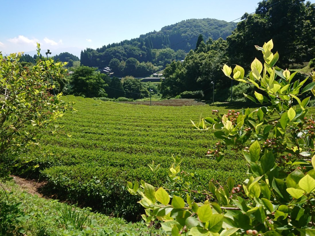 日本茶クイズ「新茶前線は北上する？南下する？ どっちでしょう
