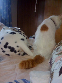 0129_hamapoch_dog