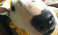 0219_pochi1