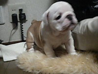 0226_inu