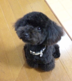 0305_hamapochi1