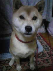 0430_hamapochi_dog