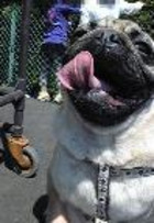 0514_hamapochi_dog1_2