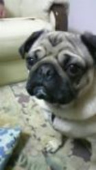 0514_hamapochi_dog2