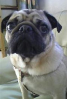 0514_hamapochi_dog3