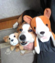 0521_hamapochi_dog