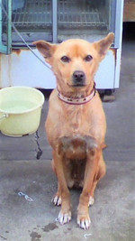 0528_hamapochi_dog