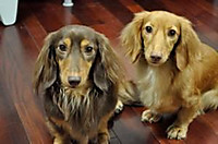 0604_hamapochi_dog1