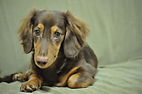 0604_hamapochi_dog2