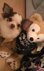 0625_hamapochi_dog