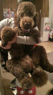 0702_hamapochi_dog