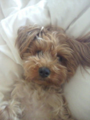 0709_hamapochi_dog