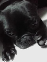 0716_hamapochi_dog