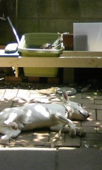 0723_hamapochi_dog