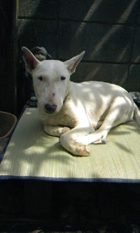0723_hamapochi_dog02