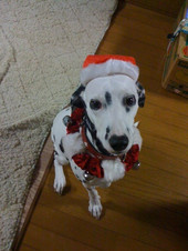 110101_dog_hamapochi