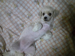 110108_hamapochi_dog
